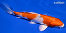 5.75" HARIWAKE