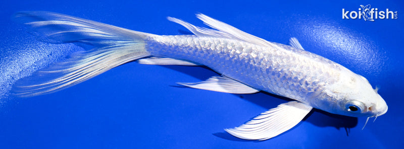 6" GINRIN PLATINUM OGON BUTTERFLY