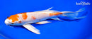8.75" HARIWAKE BUTTERFLY