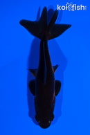 4.25" WAKIN GOLDFISH