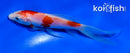 5" KOHAKU BUTTERFLY