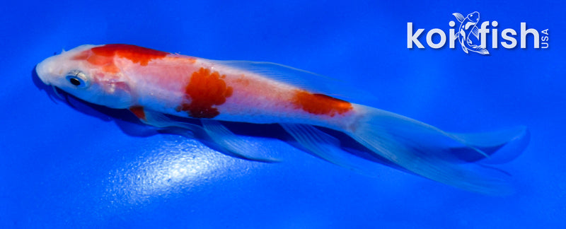 5" KOHAKU BUTTERFLY