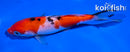 5.5" SANKE