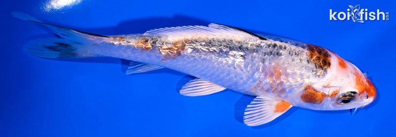5.25' GINRIN KUJAKU