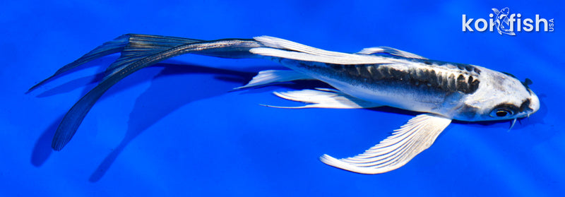 6" KIKOKURYU BUTTERFLY