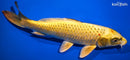 9.25" KIN KI MATSUBA