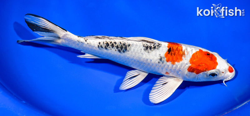 8.5" YAMATO NISHIKI