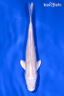 5.25" PLATINUM OGON