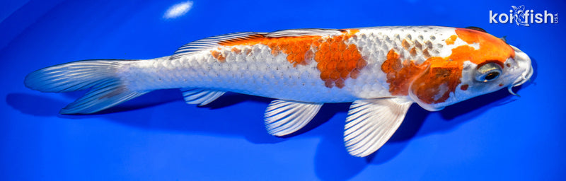 9.25" KUJAKU