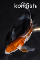 5.75" OCHIBA SHIGURE BUTTERFLY