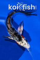 4.25" BENI KIKOKURYU BUTTERFLY