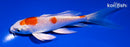 5.25" HARIWAKE BUTTERFLY