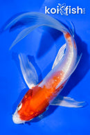 5.5" KIKUSUI BUTTERFLY