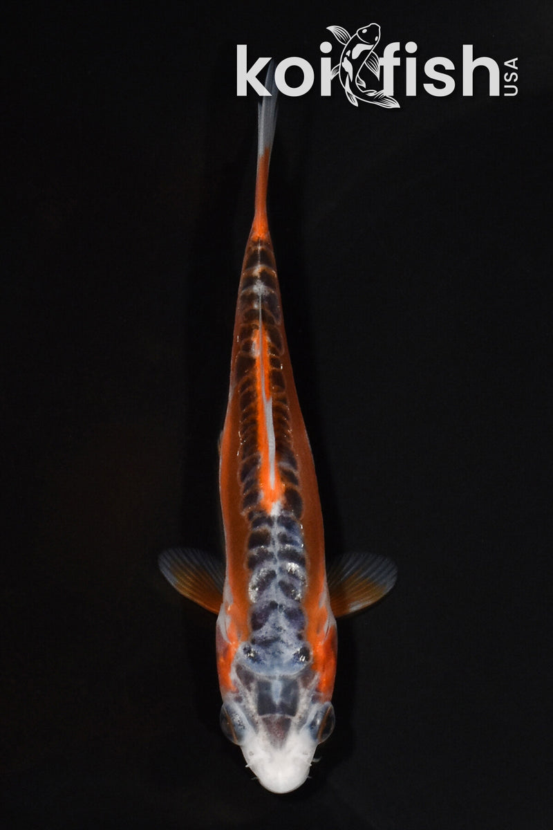 4.75" HI SHUSUI