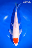 12.25" TANCHO KOHAKU