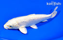 6.5" GINRIN CREAMY OGON