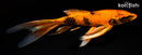 6.75" KIN HI UTSURI BUTTERFLY