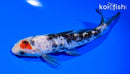 6" DOITSU SANKE
