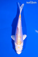 4.25" DOITSU LEMON HARIWAKE