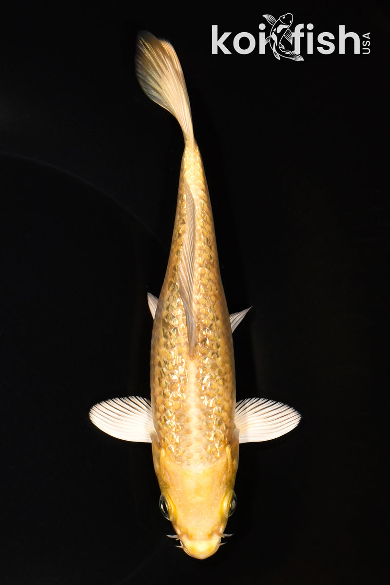 6.5" GINRIN YAMABUKI OGON