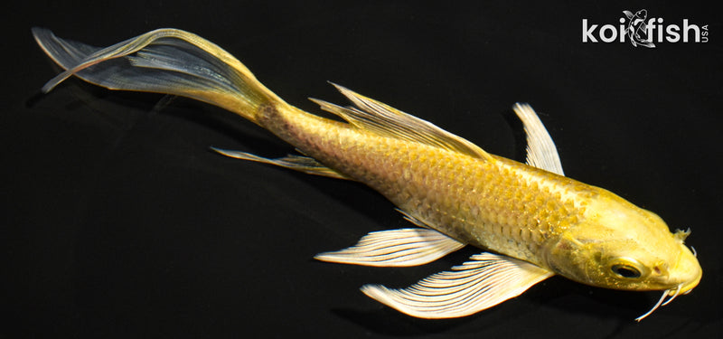 7" YAMABUKI OGON BUTTERFLY