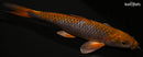 12.25" METALLIC OCHIBA SHIGURE