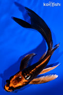 6" BENI KIKOKURYU BUTTERFLY