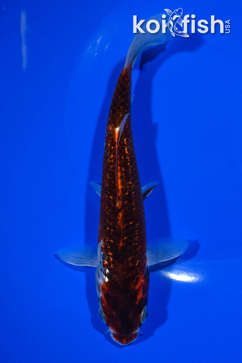 7.25" GINRIN GOROMO