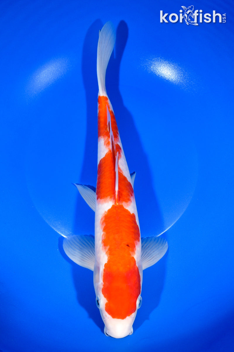 11.75" KOHAKU