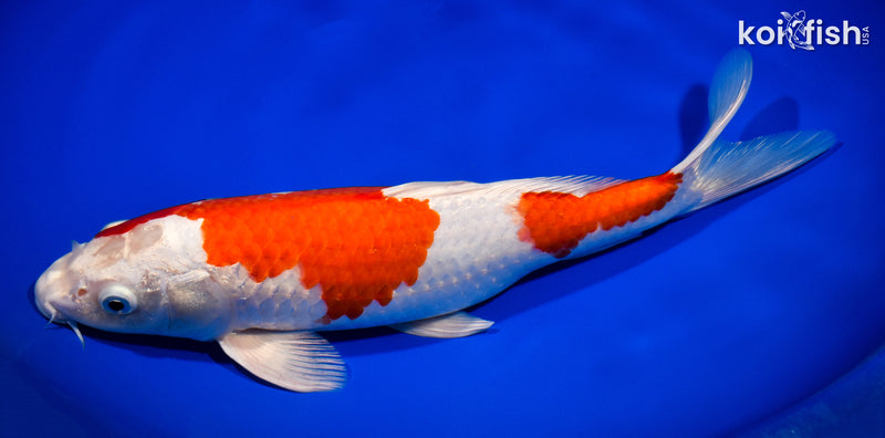 12.75" HARIWAKE
