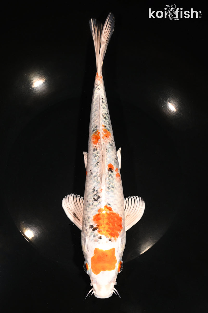 10" MARUTEN YAMATO NISHIKI