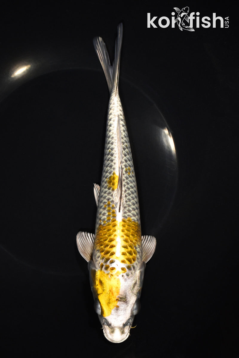 8.75" KI GINGA