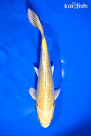 6.5" KI MATSUBA