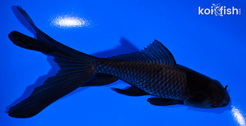 5.5" WATOANI GOLDFISH