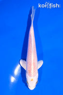 5" HARIWAKE