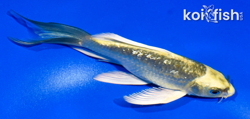 5" GINRIN MI MATSUBA BUTTERFLY