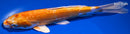 9.25" KIKUSUI