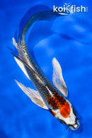 5.5" BENI GINGA BUTTERFLY