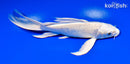 6.75" PLATINUM OGON BUTTERFLY
