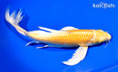 10" YAMABUKI OGON BUTTERFLY