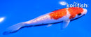5" GINRIN KOHAKU
