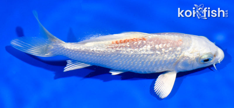 5" GINRIN HARIWAKE