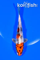 5.5" KIN SHOWA