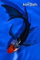 4.5" BENI MATSUKAWABAKE BUTTERFLY