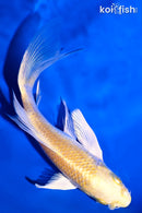 6" YAMABUKI OGON BUTTERFLY