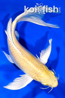7.75" YAMABUKI OGON