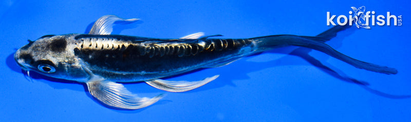 5.5" BENI KIKOKURYU BUTTERFLY