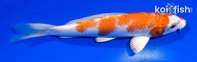 5.5" HARIWAKE