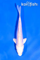 4.5" PLATINUM OGON