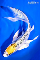 9.25" ARAGOKE KUJAKU BUTTERFLY